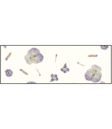 Spezialpapier "BOTANICA  Viola"